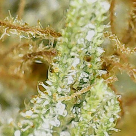 Mary/ erster Grow growlog timeline photo
