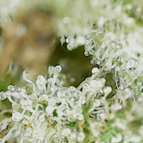 Mary/ erster Grow growlog timeline photo