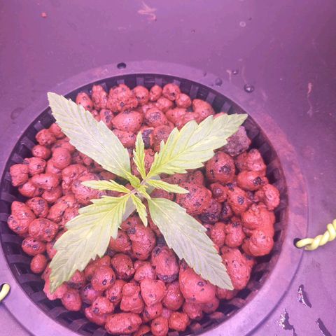 Auto#1 growlog timeline photo