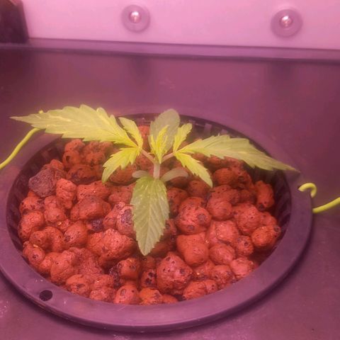 Auto#1 growlog timeline photo