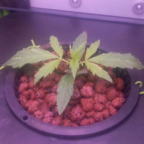 Auto#1 growlog timeline photo