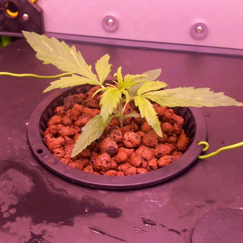 Auto#1 growlog photo: 75W auf 60%