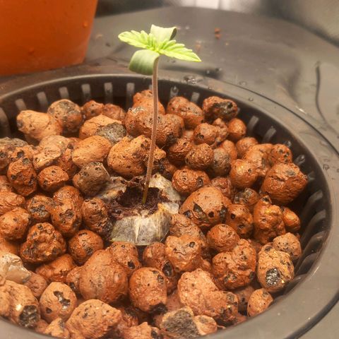 NL#1 growlog timeline photo