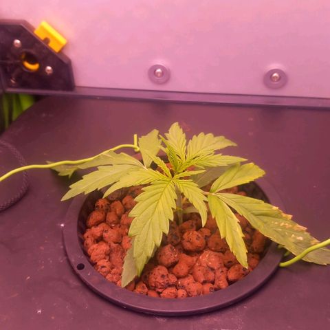 Auto#1 growlog timeline photo