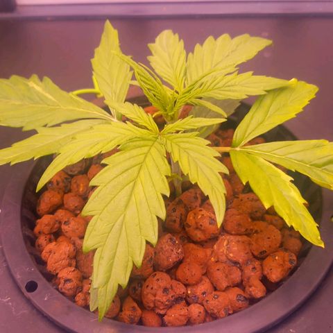 Auto#1 growlog timeline photo