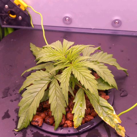 Auto#1 growlog timeline photo