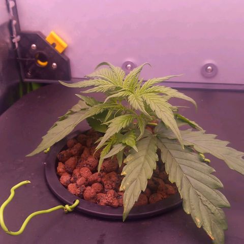 Auto#1 growlog timeline photo