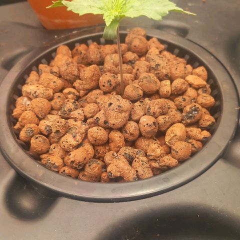 NL#1 growlog timeline photo