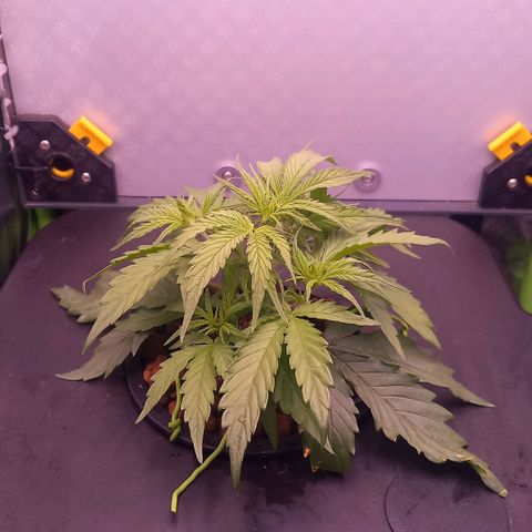 Auto#1 growlog timeline photo