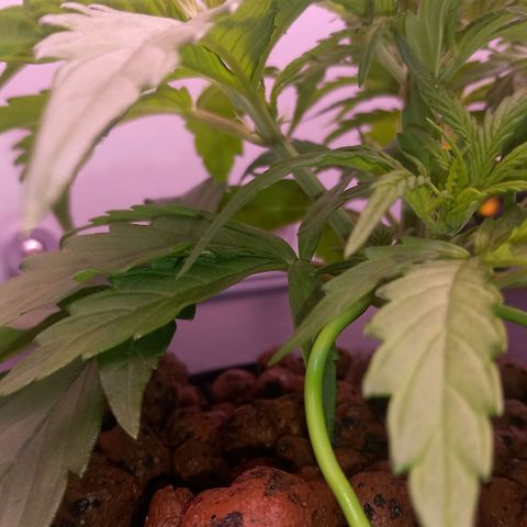 Auto#1 growlog timeline photo