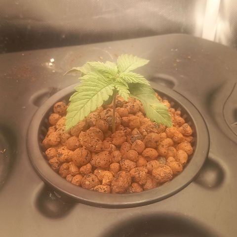 NL#1 growlog timeline photo