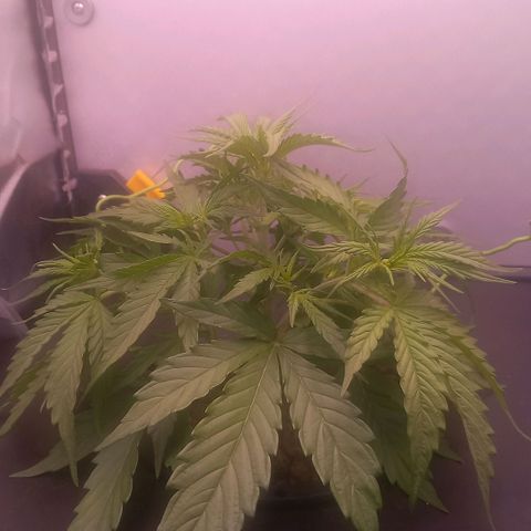 Auto#1 growlog timeline photo
