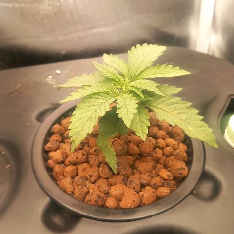 NL#1 growlog timeline photo