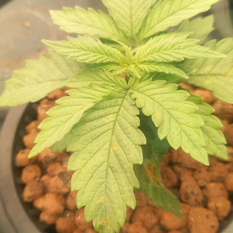 NL#1 growlog timeline photo