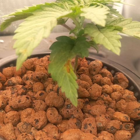 NL#1 growlog timeline photo