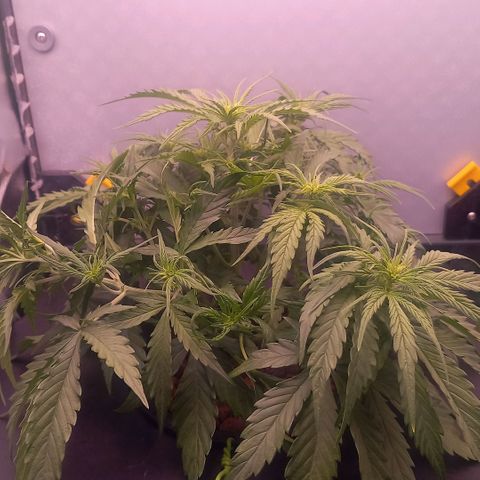Auto#1 growlog timeline photo
