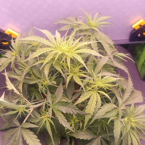 Auto#1 growlog timeline photo