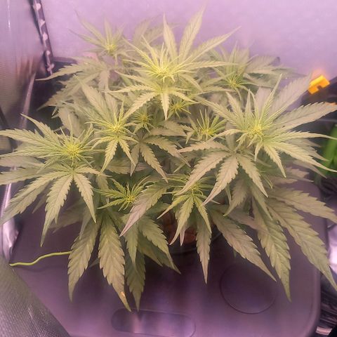 Auto#1 growlog timeline photo