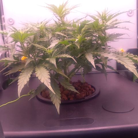 Auto#1 growlog timeline photo