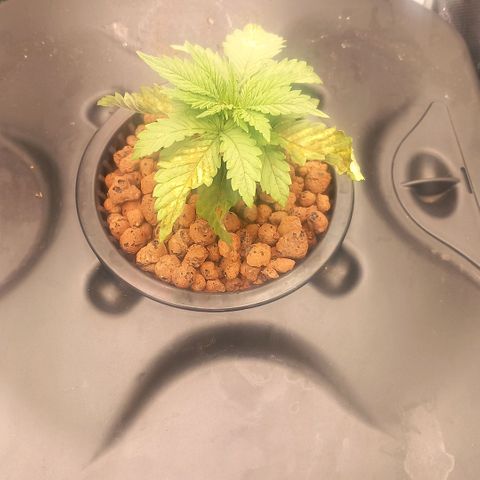 NL#1 growlog timeline photo