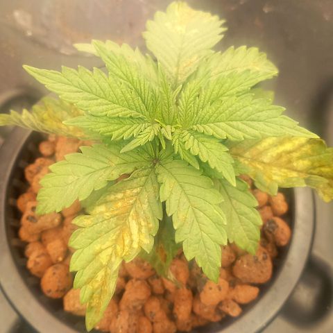 NL#1 growlog timeline photo