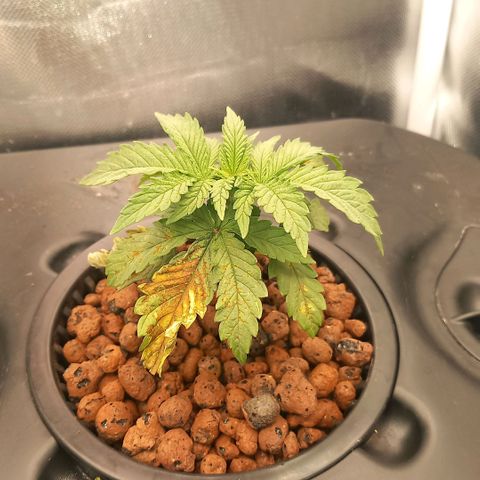 NL#1 growlog timeline photo