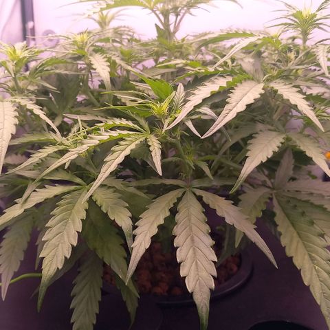 Auto#1 growlog timeline photo