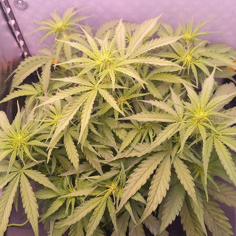 Auto#1 growlog timeline photo