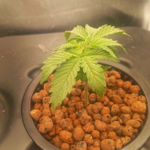 NL#1 growlog photo: Ersten Blätter entfernt 