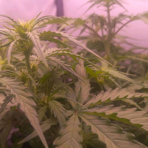 Auto#1 growlog timeline photo