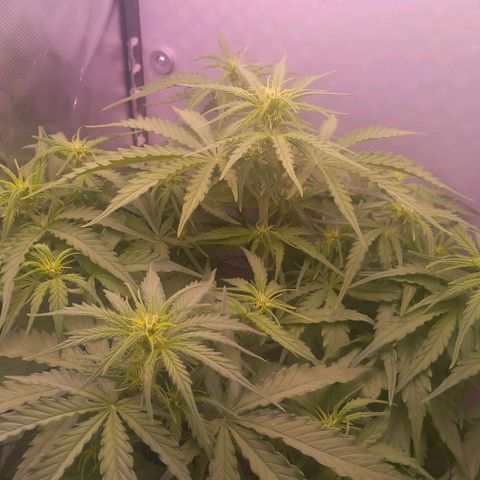 Auto#1 growlog timeline photo