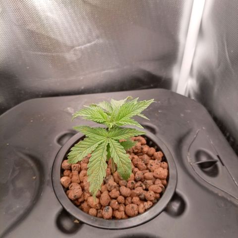 NL#1 growlog timeline photo