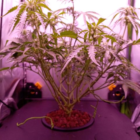 Auto#1 growlog timeline photo