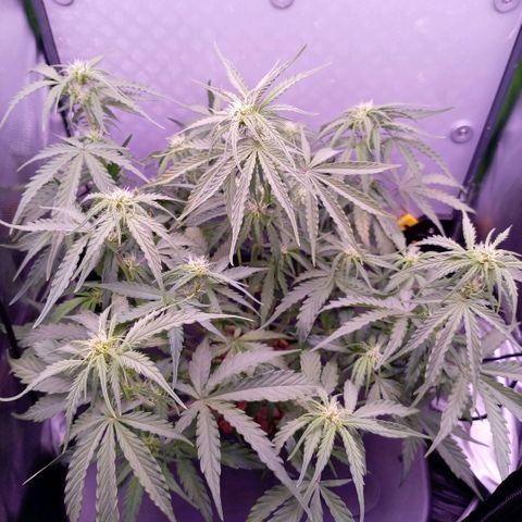 Auto#1 growlog timeline photo