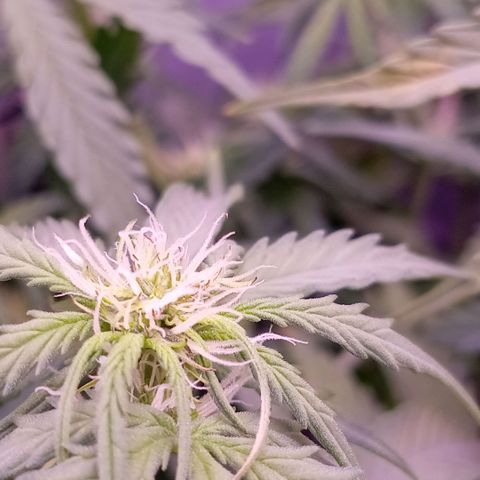 Auto#1 growlog timeline photo