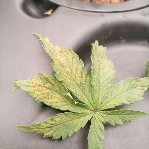 NL#1 growlog timeline photo