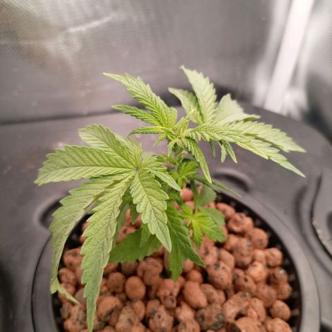 NL#1 growlog timeline photo