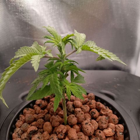 NL#1 growlog timeline photo