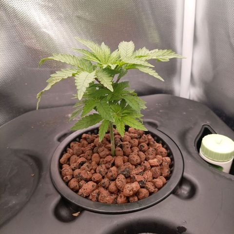 NL#1 growlog timeline photo