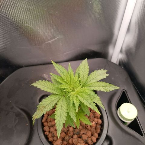 NL#1 growlog timeline photo