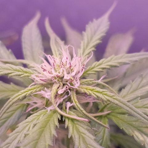 Auto#1 growlog timeline photo