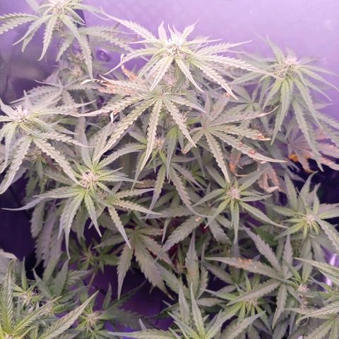 Auto#1 growlog timeline photo