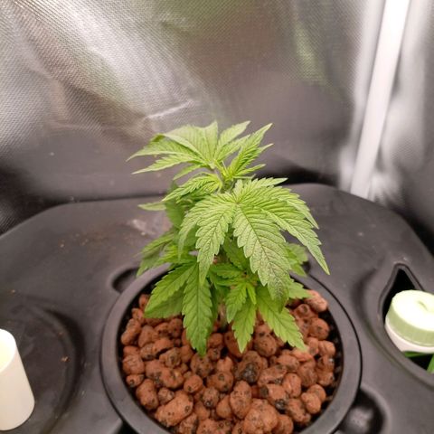 NL#1 growlog timeline photo