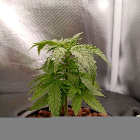 NL#1 growlog timeline photo