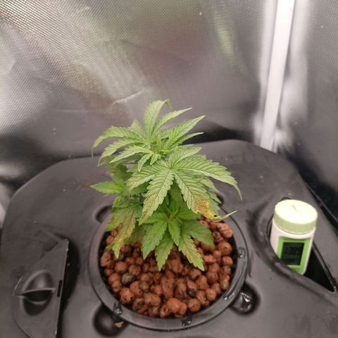 NL#1 growlog timeline photo