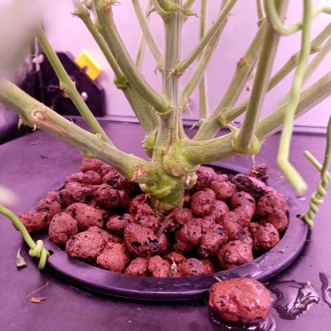 Auto#1 growlog timeline photo