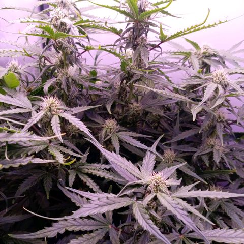Auto#1 growlog timeline photo