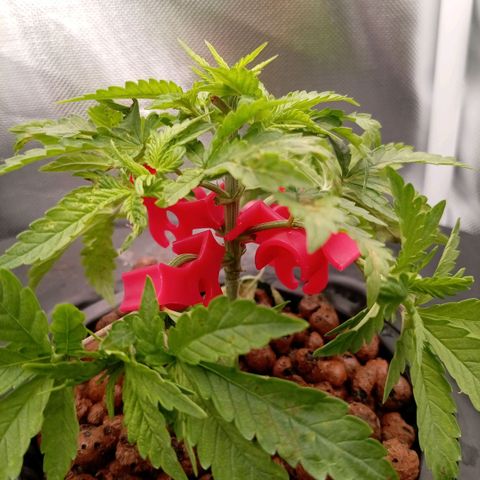 NL#1 growlog timeline photo