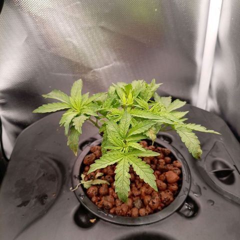 NL#1 growlog timeline photo