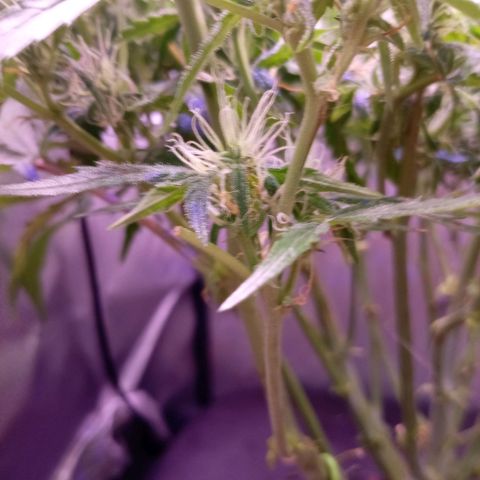 Auto#1 growlog timeline photo